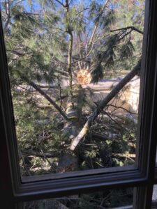mittmann-architect-remodel-windstorm-tree