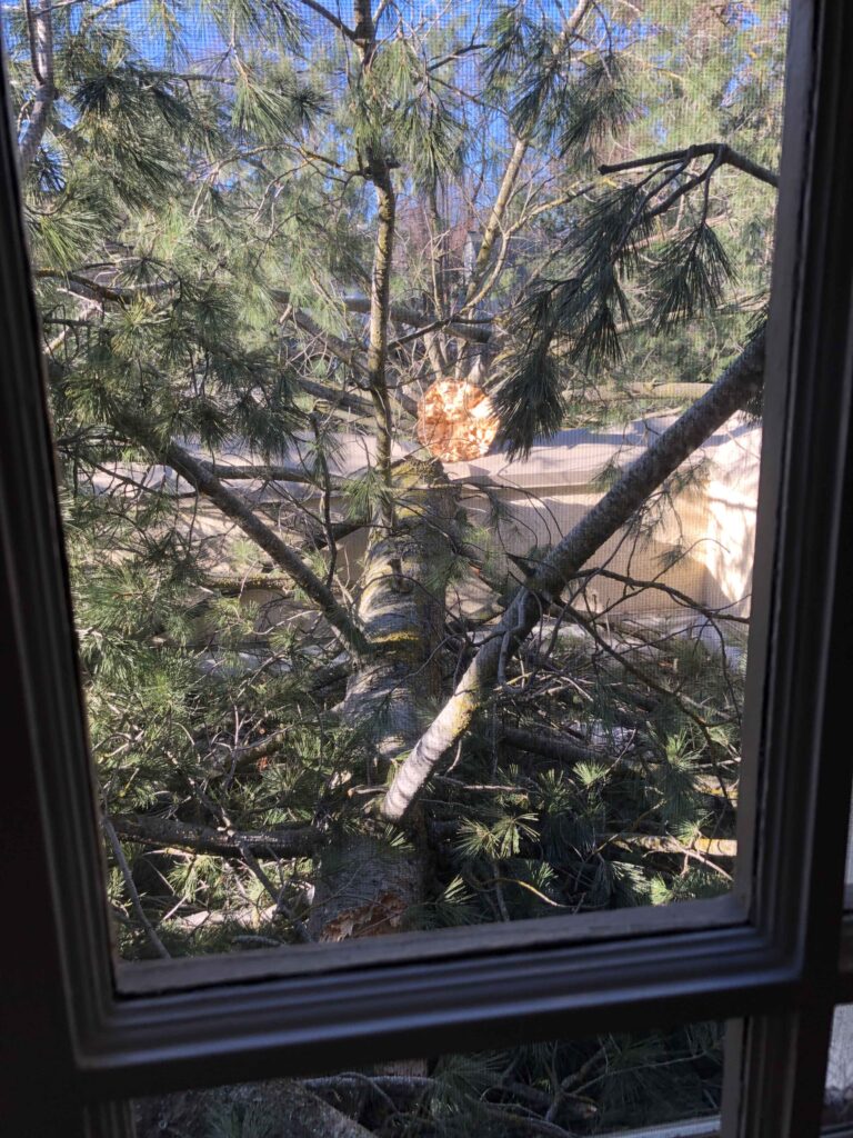 mittmann-architect-remodel-windstorm-tree