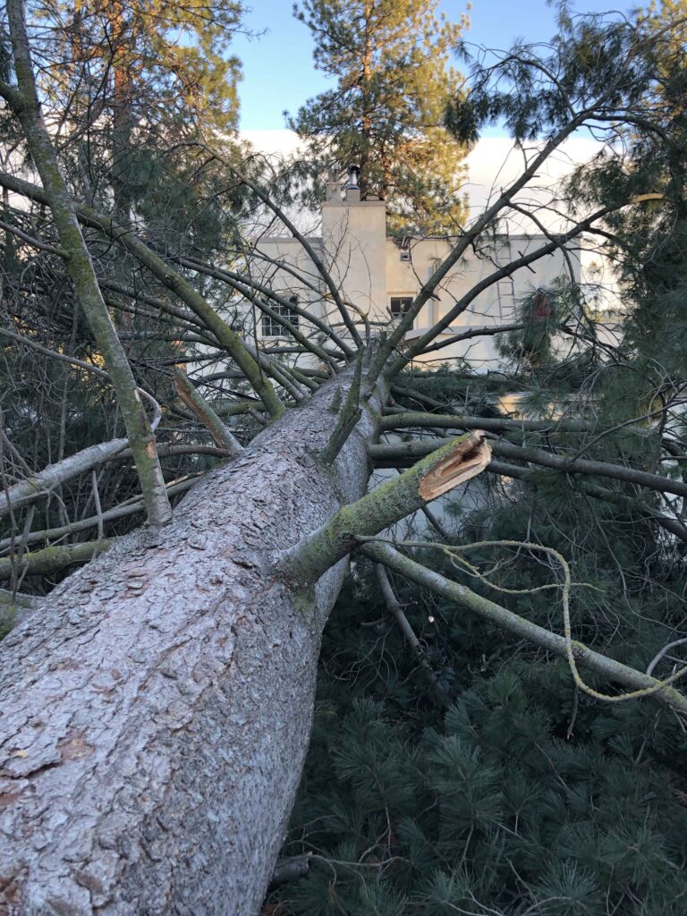 mittmann-architect-remodel-windstorm-trees